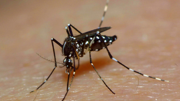 Conoce cuál es el mosquito que amenaza la eliminación de la malaria en África Salud