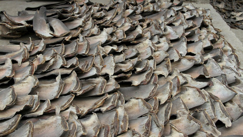 Decomisaron en Colombia unas 3.500 aletas de tiburón que iban ser exportadas a Hong Kong Latinoamérica