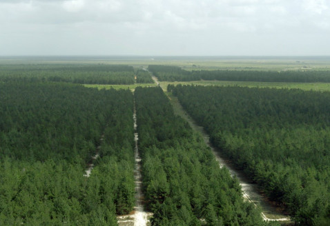 Supervisan bosques de Pinos Caribe e instalaciones de Maderas del Orinoco Venezuela