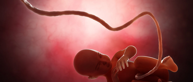 Detectan sustancias químicas tóxicas en cordón umbilical de bebés estudiados Salud
