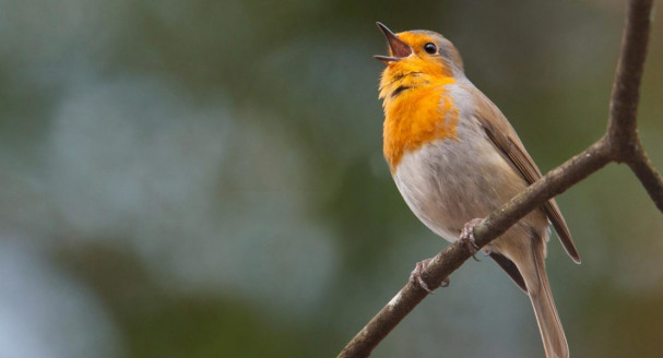 Encuentros con pájaros y oír sus cantos beneficia la salud mental Actualidad