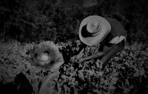 Amapola: La opción del campesinado mexicano para afrontar la pandemia México