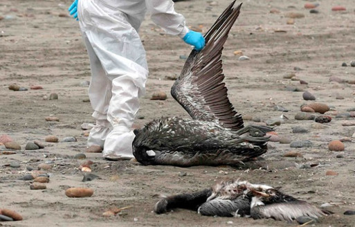 Alerta en Chile por avance de la gripe aviar: Miles de aves marinas han muerto en diversos países de la región Actualidad