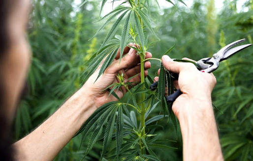 ISP evalúa medicamento argentino basado en cannabis para tratar a niños con epilepsia refractaria Chile