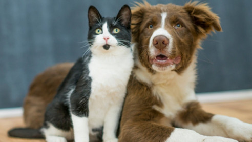 Perros y gatos en Colombia muy pronto tendrán una 