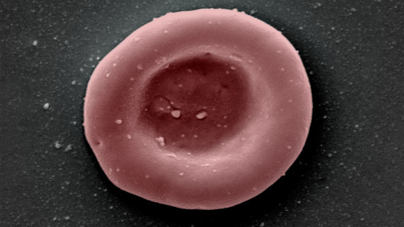 Realizan primer ensayo de transfusión de glóbulos rojos cultivados en laboratorio a humanos Ciencia y Tecnología