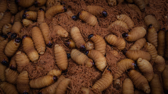 ¿Comerías una larva gigante si te lo aconsejan como un