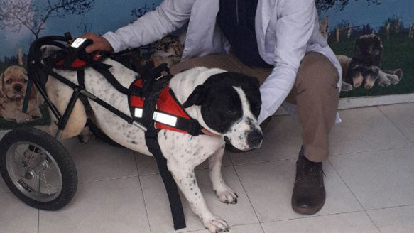 Inédita investigación en Colombia: Un trasplante de células devuelve la movilidad a perros lesionados y abre esperanza a su uso en humanos Salud