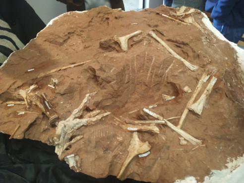 ¡En Fotos! Descubren nuevo tipo de dinosaurio carnívoro en Brasil Ciencia y Tecnologí­a