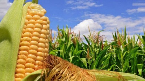 Fedeagro anuncia que el maíz registró una leve recuperación Venezuela