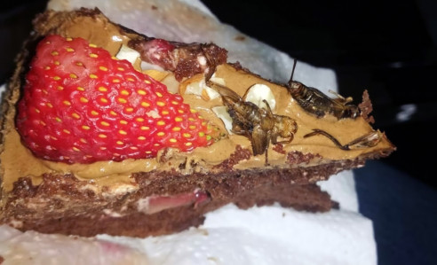 ¿Chocolates con grillos?: emprendedores ecuatorianos comercializan con extrañas recetas de postres Actualidad