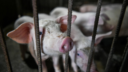 Brasil: detectan variante de gripe porcina que tiene un potencial pandémico Salud