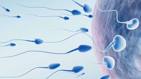 Vaticinan crisis reproductiva en la humanidad ante baja producción de espermatozoides Actualidad