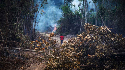 Denuncian que ocupación ilegal en la Amazonía creció 56 % por 