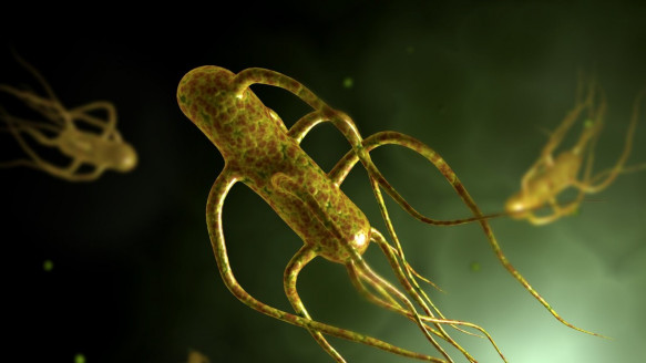 Estudio afirma que la bacteria causante de fiebre tifoidea es ahora más resistente a los antibióticos que en los últimos 30 años Salud