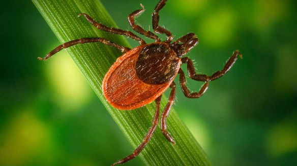 Científicos dispuestos a probar en humanos una nueva vacuna contra la enfermedad de Lyme Salud