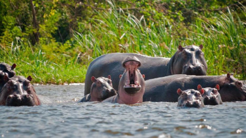 Los hipopótamos de Pablo Escobar causan estragos en el ecosistema de Colombia Animales
