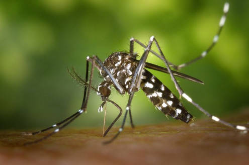 Reportan en Ucrania una enfermedad poco común que transmiten los mosquitos Salud