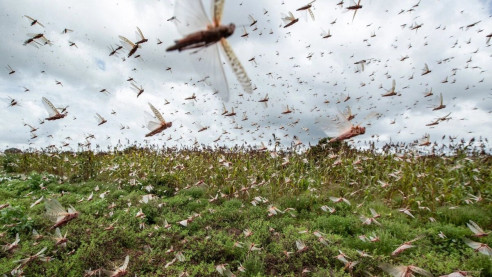 (Video) Una gigantesca plaga de langostas invade Argentina Argentina