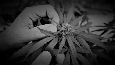 El cannabis gana terreno: los seis países latinoamericanos que avalan su autocultivo Reportajes & Investigación