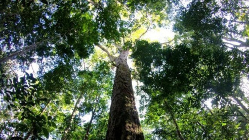 Luego del atroz incendio en la Amazonía científicos se asombran con lo que encontraron Medio Ambiente