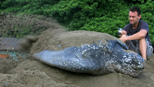 Ambientalistas hallan nido de una tortuga gigante en peligro de extinción Animales