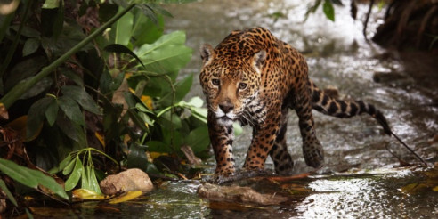 Brasil procesa a un grupo de cazadores que mataron más de 1.000 jaguares Medio Ambiente