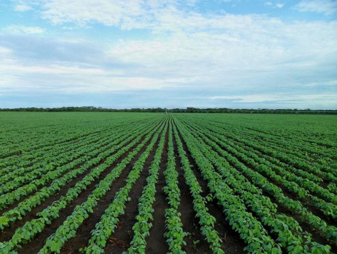 Tierras del oriente venezolano están aptas para la siembra de soya Venezuela