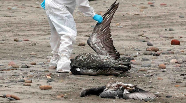 Atacama decreta emergencia zoosanitaria debido a la gripe aviar Actualidad