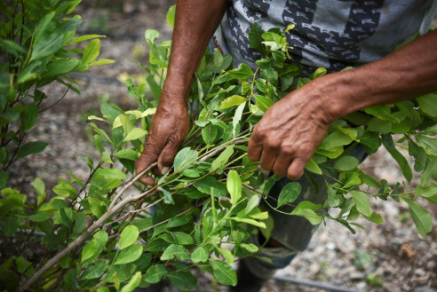 Colombia reporta leve reducción en su potencial productivo de cocaína en 2018 Latinoamérica