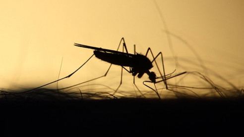 Por cifras alarmantes, OPS activa alerta contra el dengue Latinoamérica