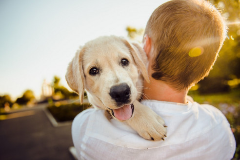 Contacto físico con perros reduce el estrés mejor que cualquier tratamiento Salud