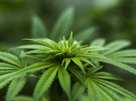 Aumenta proporción de casos de esquizofrenia relacionados con uso del cannabis Salud
