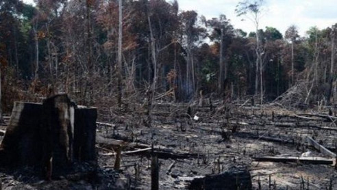 ¿La Amazonía brasileña está rumbo a su deforestación total? Latinoamérica