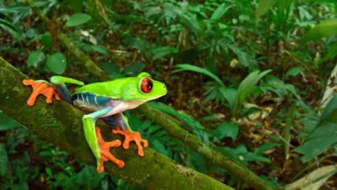 Descubren una gran variedad de especies desconocidas y perdidas en una selva inexplorada de Honduras Animales