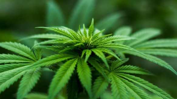 Denuncian injusta persecución judicial contra usuario de cannabis medicinal en Aysén: Ministerio Público pide 10 años de cárcel por