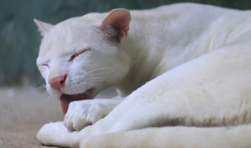 (Video) Hallazgo del primer ocelote albino en Colombia preocupa a los científicos: ¿Por qué? Animales
