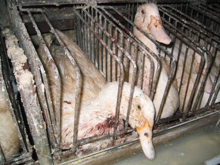 Foie Gras: Tortura animal para el paté de su mesa Salud