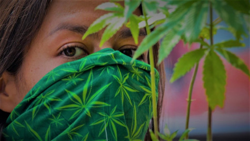 Marihuana: ¿Qué sector se favorece más con la legalización en México? México