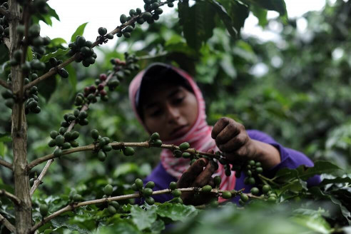 Cafeteros colombianos amenazados por caída de precios en el mercado internacional Latinoamérica