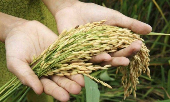Capacidad en la producción cerealera de Guárico es observada por iraníes Venezuela