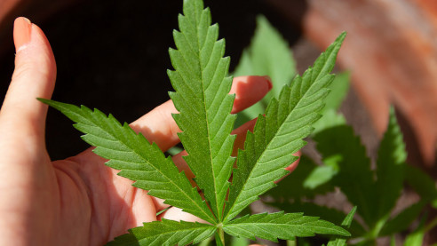 Legalización de la marihuana genera intensa polémica en México México