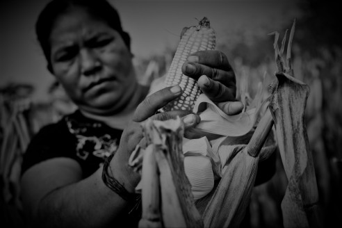 Mujeres tienen menos de 30% de títulos de derechos agrarios en México México