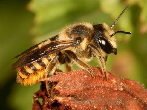 Descubren un nido de abejas silvestres construido con desechos plásticos en Argentina Medio Ambiente