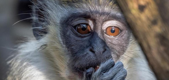 OMS hace un llamado a no matar a los animales por la viruela del mono Salud