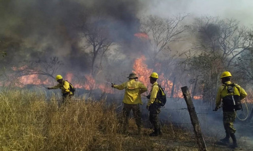 Incendios forestales en la Amazonía rompieron récords históricos en el 2020, pero este año sería peor Actualidad