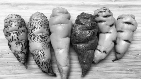 ¿Qué propiedades curativas tiene la Mashua, el tubérculo protegido por indígenas ecuatorianas? Reportajes & Investigación