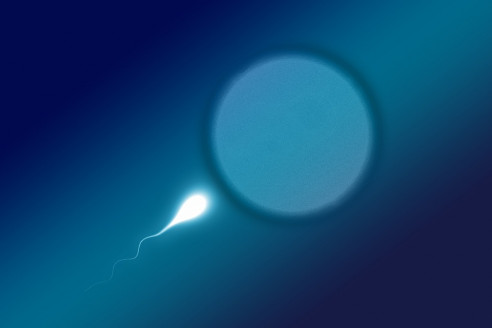 Nuevo estudio revela que el estrés pandémico podría alterar la fertilidad femenina Salud