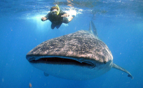 Científicos y comunidades trabajan para preservar al tiburón ballena en Venezuela Animales