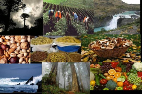 ¿Qué es la soberanía alimentaria de los Pueblos? Medio Ambiente